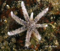 Pycnopodia helianthoides