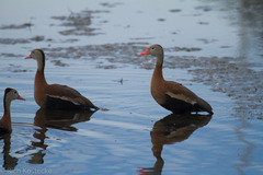 Dendrocygna autumnalis
