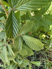 Rubus cuneifolius