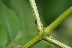 Coleoptera