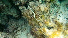 Corythoichthys flavofasciatus