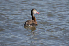 Dendrocygna autumnalis
