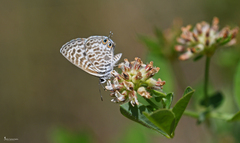 Leptotes pirithous