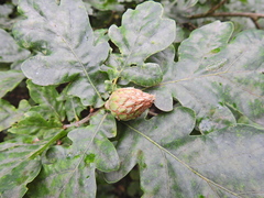 Andricus foecundatrix