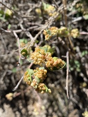 Blaesodiplosis