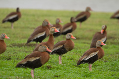 Dendrocygna autumnalis