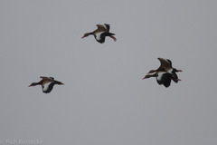 Dendrocygna autumnalis