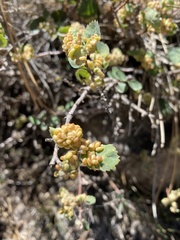 Blaesodiplosis