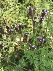 Verbena brasiliensis