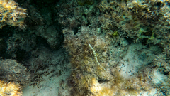 Corythoichthys flavofasciatus