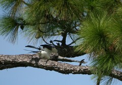 Elanoides forficatus