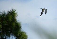 Elanoides forficatus