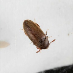 Throscidae