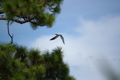 Elanoides forficatus