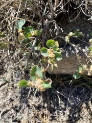 Blaesodiplosis