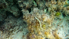 Corythoichthys flavofasciatus