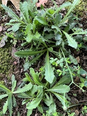 Micranthes micranthidifolia