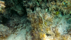 Corythoichthys flavofasciatus