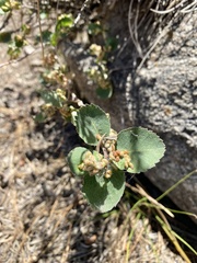 Blaesodiplosis
