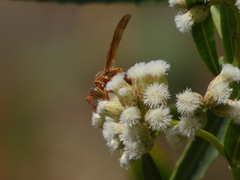 Polistes dorsalis californicus