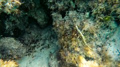 Corythoichthys flavofasciatus