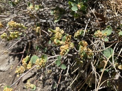 Blaesodiplosis