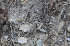 Oedipoda
