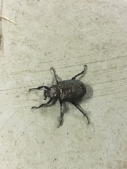 Osmoderma scabra