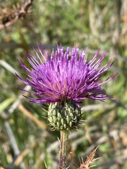 Cirsium hydrophilum hydrophilum