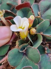 Oxalis purpurea