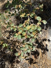 Blaesodiplosis