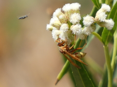 Polistes dorsalis californicus