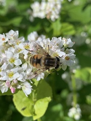 Eristalis anthophorina