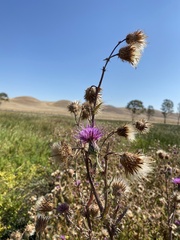 Cirsium hydrophilum hydrophilum