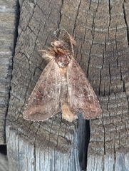 Noctuinae