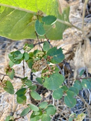 Blaesodiplosis