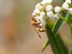 Polistes dorsalis californicus
