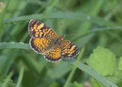 Phyciodes cocyta
