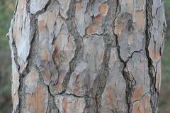 Pinus pinea
