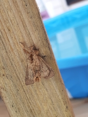 Noctuinae