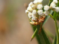 Polistes dorsalis californicus