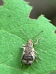 Pseudoedophrys hilleri