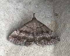 Phalaenostola larentioides