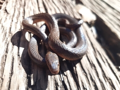 Lycodonomorphus rufulus