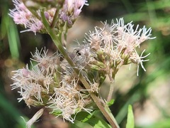 Eupatorium cannabinum cannabinum