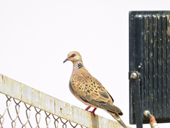 Streptopelia turtur