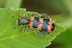 Trichodes