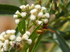 Polistes dorsalis californicus