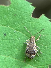 Pseudoedophrys hilleri