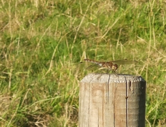 Sympetrum striolatum